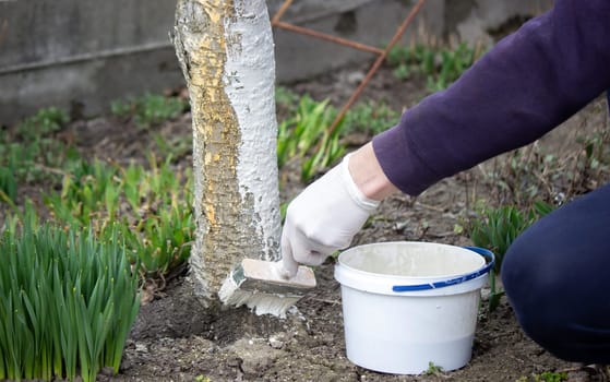 a male farmer covers a tree trunk with protective white paint against pests. Selective focus