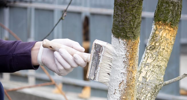a male farmer covers a tree trunk with protective white paint against pests. Selective focus