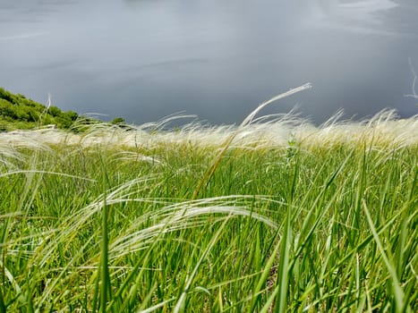 Steppe grass feather grass on the background of the river.