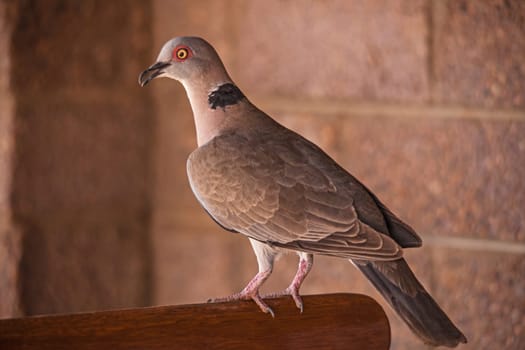 Close-up image of a single African Mourning Dove (Streptopelia decipiens) in camp in Kruger National Park. South Africa