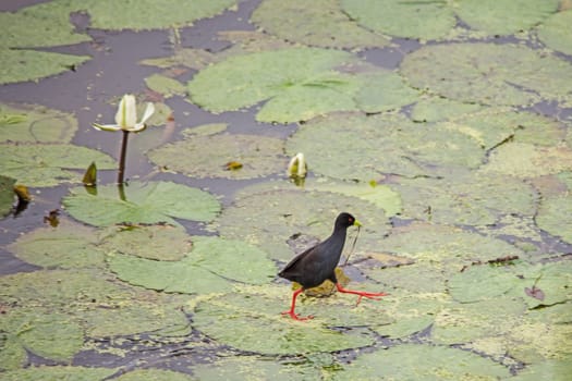 Lesser Moorhen (Gallinula angulata) running over water lily leaves with nest building material. Kruger National Park. South Africa