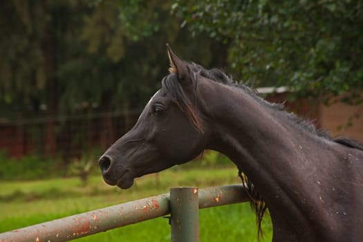 A Straight Egyptian Arabian horse of the Al-Miqdad Arabians Stud at Silver Mist near Haenertsburg South Africa