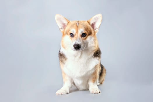 Pembroke Welsh Corgi dog in front of gray background.