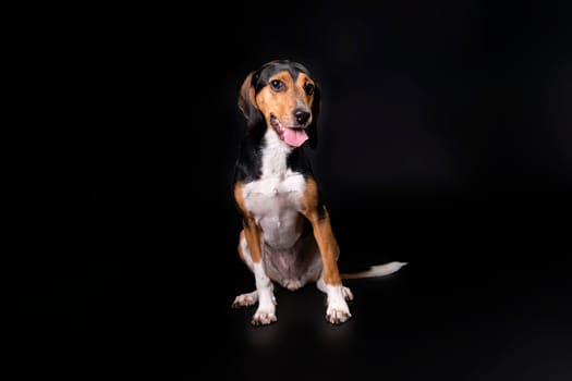 Portrait of a hunting dog in the studio on a black background.