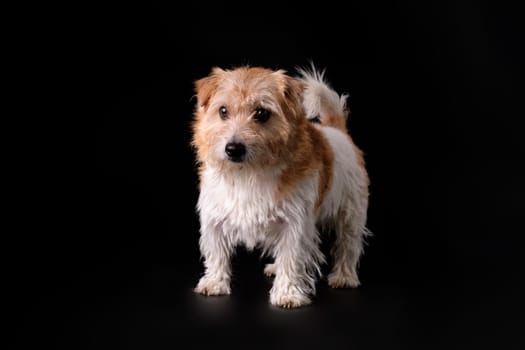 Jack Russell Terrier dog on a black background with long hair before the trimming procedure, grooming concept.