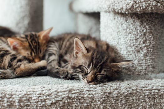 Young cute bengal kitten sleeping on a soft cat's shelf of a cat's house indoors.