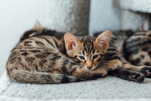 Young cute bengal kitten sleeping on a soft cat's shelf of a cat's house indoors.