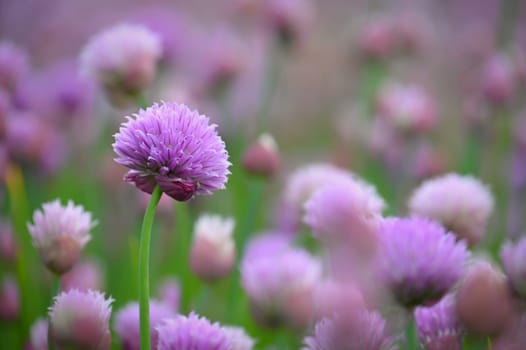 Landscape with purple chives flowers. Summer sunny day with sun, blue sky and colorful nature background.