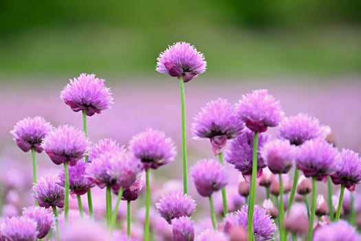 Landscape with purple chives flowers. Summer sunny day with sun, blue sky and colorful nature background.