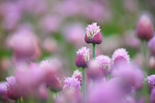 Landscape with purple chives flowers. Summer sunny day with sun, blue sky and colorful nature background.