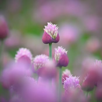 Landscape with purple chives flowers. Summer sunny day with sun, blue sky and colorful nature background.