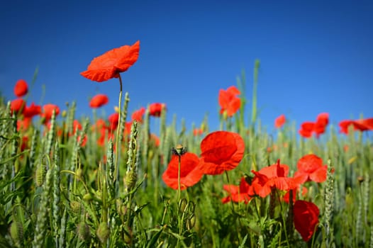 Summer nature - concept. Beautiful landscape with red poppy flowers and sunny day with blue sky.