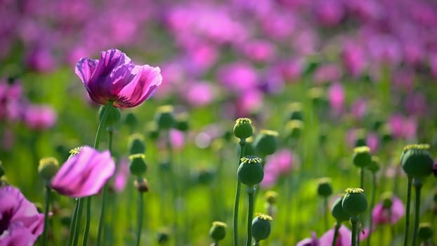 Beautiful purple blooming plants in a field on a summer sunny day. Winter poppy - Czech blue poppy. (Papaver somniferum)