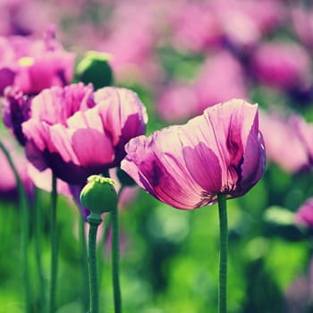 Beautiful purple blooming plants in a field on a summer sunny day. Winter poppy - Czech blue poppy. (Papaver somniferum)