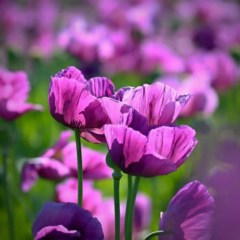 Beautiful purple blooming plants in a field on a summer sunny day. Winter poppy - Czech blue poppy. (Papaver somniferum)