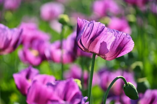 Beautiful purple blooming plants in a field on a summer sunny day. Winter poppy - Czech blue poppy. (Papaver somniferum)