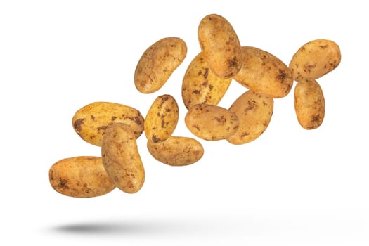 Flying vegetables. Flying potatoes isolated on white background. Isolate of fresh falling potatoes with the rest of the earth. The season for harvesting potatoes and eating fresh vegetables