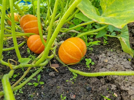 Big orange pumpkins growing in the garden