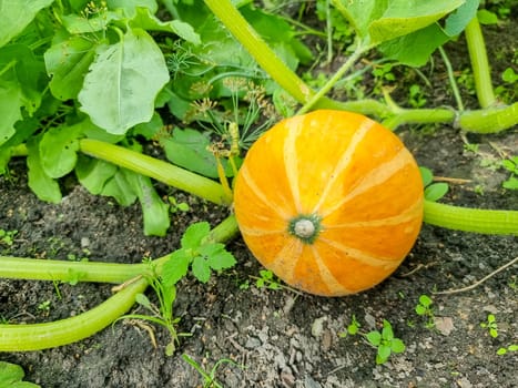 Big orange pumpkins growing in the garden