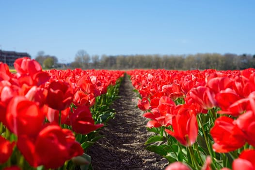 Red tulips blooming in vast springtime field. Beautiful bright red tulip in the middle of a field. Blossoming tulip fields in a dutch, Netherlands.