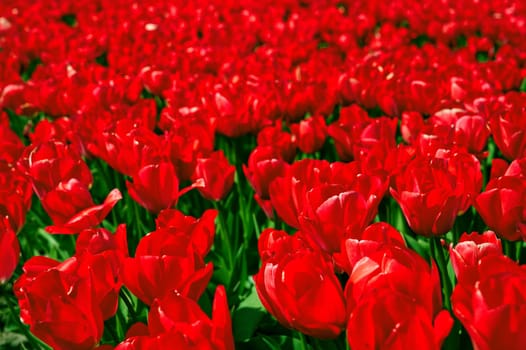 Red tulips blooming in vast springtime field. Beautiful bright red tulip in the middle of a field. Blossoming tulip fields in a dutch, Netherlands.