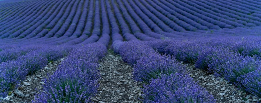 Lavender field in summer, web banner, beautifully blooming lavender flowers in the lavender field. Lavandula angustifolia, Lavandula officinalis. Purple flowers.