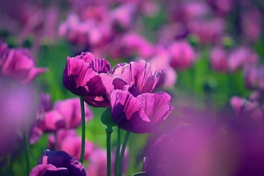 Beautiful purple blooming plants in a field on a summer sunny day. Winter poppy - Czech blue poppy. (Papaver somniferum)