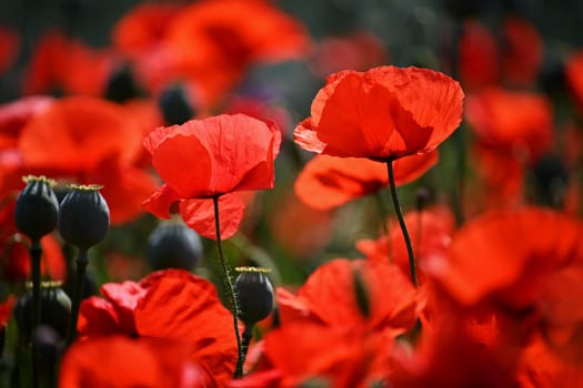 Summer nature - concept. Beautiful landscape with red poppy flowers and sunny day with blue sky.