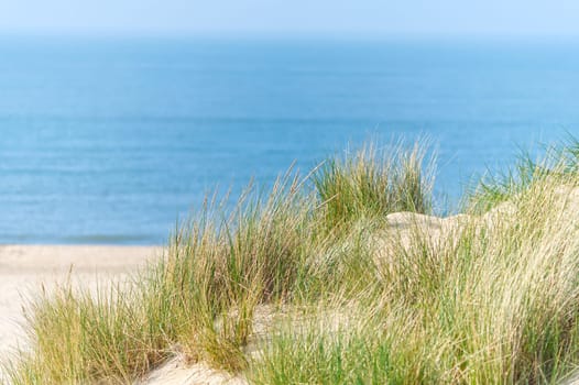 Sand dunes with marram grass and empty beach on Dutch coastline. Netherlands in overcast day. The dunes or dyke at Dutch north sea coast