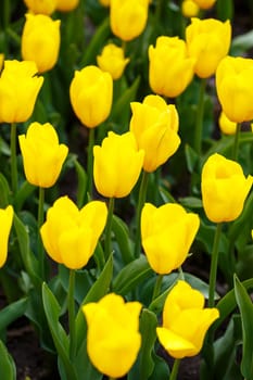 The photo was taken in the city park tulip alley. In the photo, yellow tulips are blooming