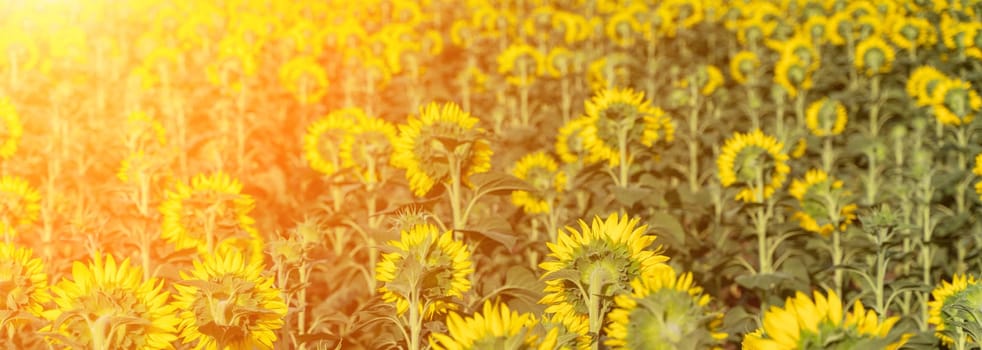 Sunflower garden. field of blooming sunflowers against the backdrop of sunset. The best kind of sunflower in bloom. Growing sunflowers to make oil