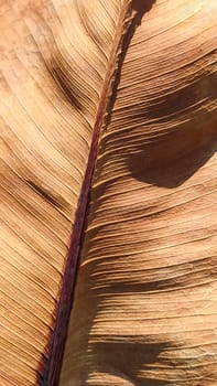 Textured background of exotic, brown, dry, leaf fragment, close-up, top view