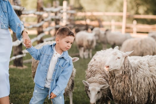 a little boy on a farm with sheep and holding his mother's hand.