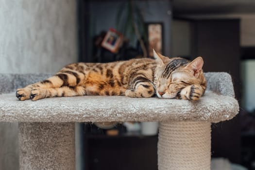 Young cute bengal cat laying on a soft cat's shelf of a cat's house indoors.