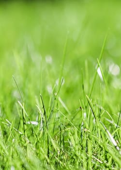 Texture, background, pattern of green grass with an insect. Bokeh with light reflection. Natural backdrop