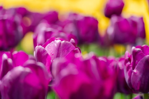 Magenta tulips spring blossoming, bokeh flower background, pastel and soft floral card, selective focus.