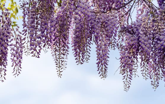 Blooming Wisteria Sinensis with classic purple flowers in full bloom in drooping racemes against the sky. Garden with wisteria in spring