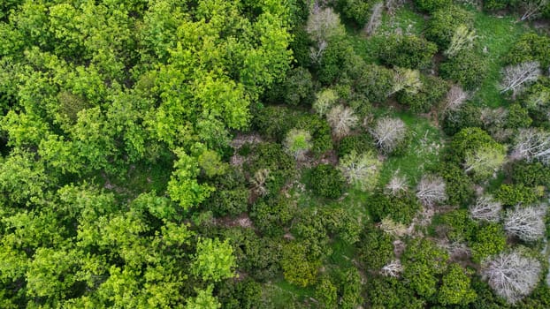 Aerial view of summer in forest. Drone shoot above mixed forest, green deciduous trees in countryside woodland or park.