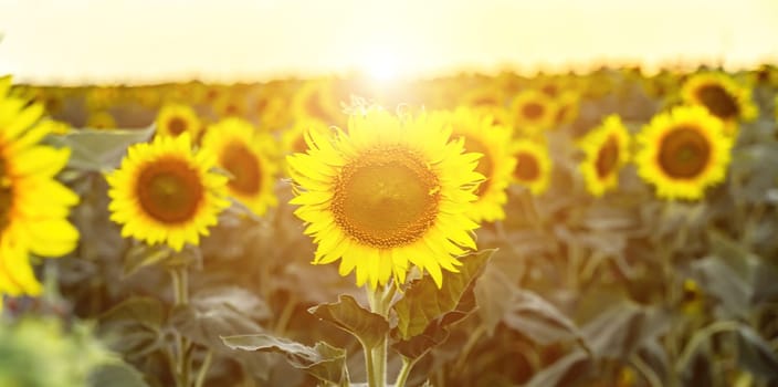 Sunflower garden. field of blooming sunflowers against the backdrop of sunset. The best kind of sunflower in bloom. Growing sunflowers to make oil