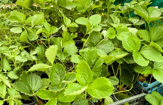 Strawberry seedlings in cups at the market