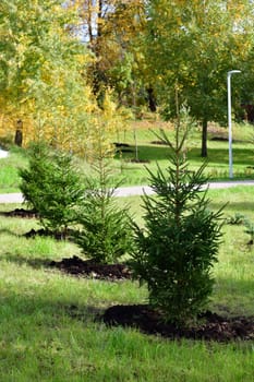 Young spruces planted in row - urban gardening