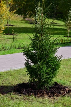 Newly planted young spruce - the urban gardening