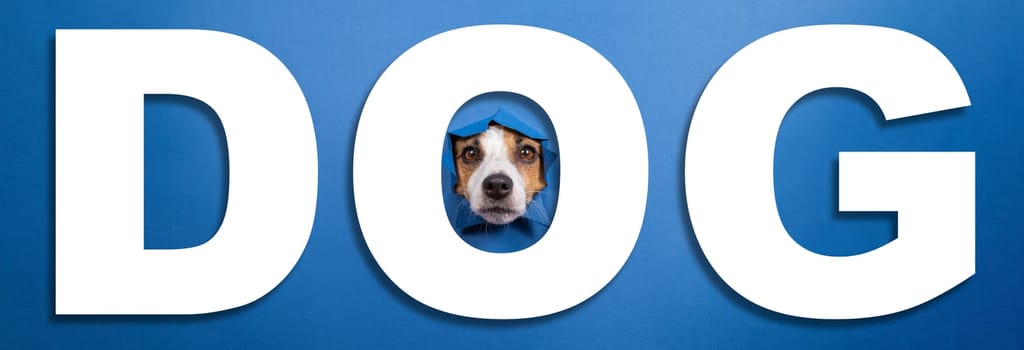 Funny jack russell terrier leans out of a hole on a blue paper background. Lettering dog