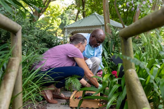 Multiracial senior couple crouching while planting together in backyard. unaltered, lifestyle, retirement, togetherness, hobbies, active seniors, environment, gardening.