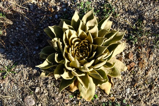 Succulent flower growing on stony soil. High quality photo