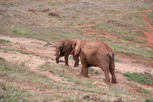 Female elephant with her calf walking in the meadow. mother and son, daughter, green, lonely, no people, love, protection, kinship
