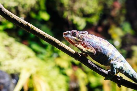 chameleon with rolling eyes in a terrarium close-up. A multicolored reptile with colorful skin. disguise and original vision. Exotic tropical pet