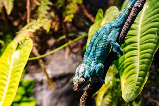 chameleon with rolling eyes in a terrarium close-up. A multicolored reptile with colorful skin. disguise and original vision. Exotic tropical pet