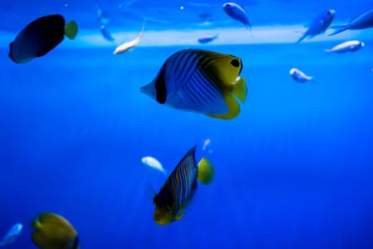 beautiful tropical fish in blue sea water. Yellow butterfly fish inhabitant of the Red Sea