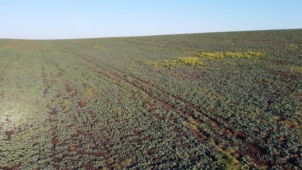 Agricultural landscape. Flying over field of green leaves sugar beets on sunny day. Aerial drone view. Agro-industrial agricultural farm fields. Industrial cultivation of sugar beet. Agrarian field